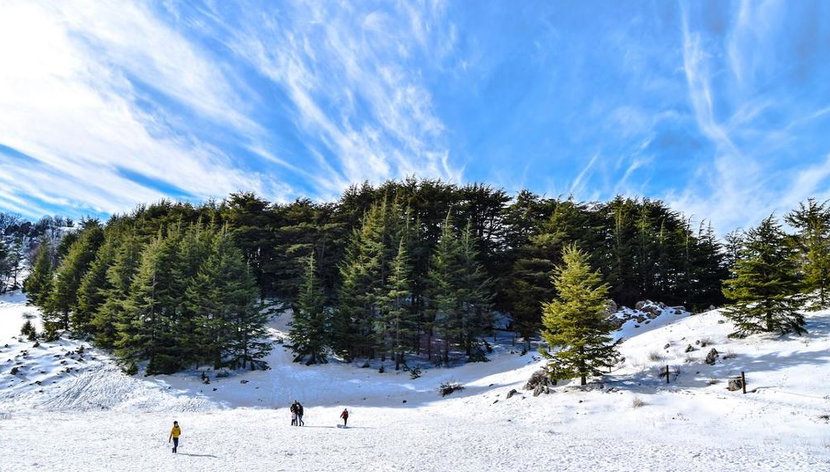 Skiing in the Cedars - Photo 2