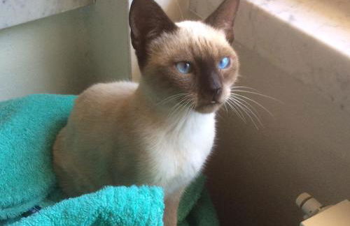 Le Apuane Holidays - Foto 63