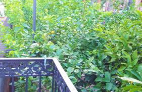 Dépendance La Casetta - Foto 19