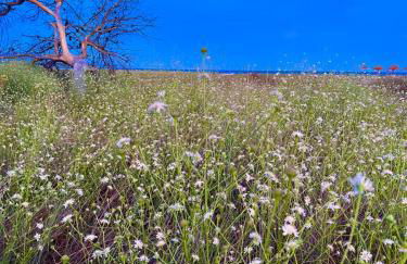 La Pavoncella Holiday Home - Foto 69