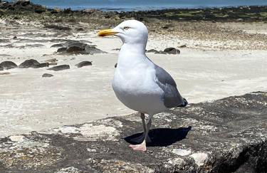 Agréable maison, jardin clos, 200m plage - Foto 30