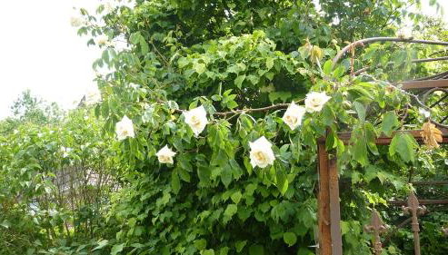 Omas Huus - Foto 5, Garden