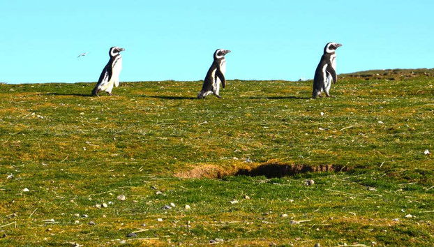 Excursión a las islas Magdalena y Marta en lancha rápida