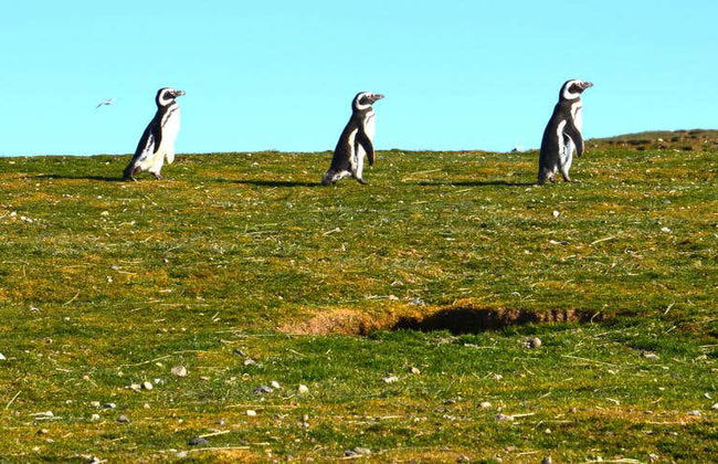 Excursion aux îles Magdalena et Marta en bateau à moteur - Photo 5