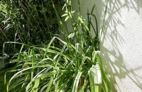 Apartement Strasbourg entre hypercentre et verdure - Foto 12