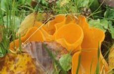 W Małym Sadzie - Foto 35