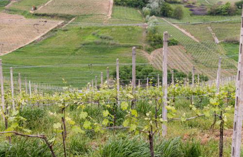 Villa Barbara - Slow Wine Estate with Private Pool, Air Conditioning and Panoramic Views on Wineyards - Foto 44