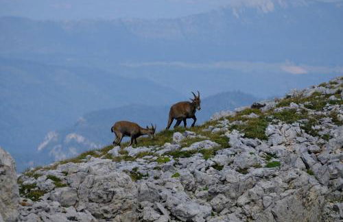 Gite des Rosiers - Foto 38