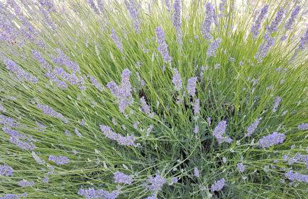 Robinson house DUJE - Foto 34