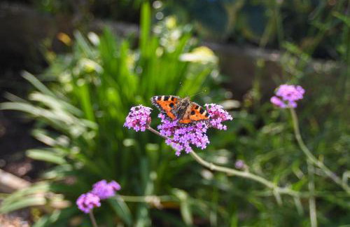 Luxury Croft Templepatrick Near Airport Rabbit and Hilton hotel - Foto 47