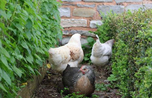 Tranquil and cosy cottage on the Somerset Levels - Photo 29