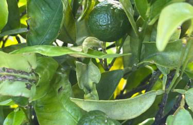 Finca Los Tomillos - Foto 34