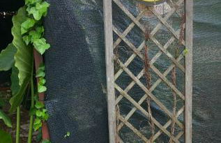 Green Eden - Foto 21