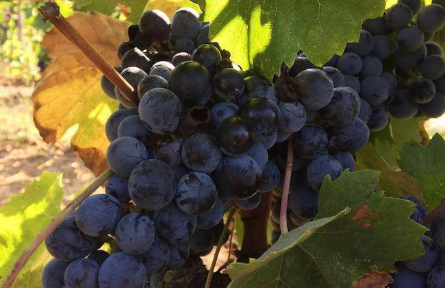 Casa Spiga Agriturismo Le Selvole - Tuscany - Foto 36