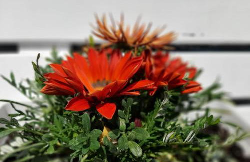 House Kokkalas on the beach - Photo 46