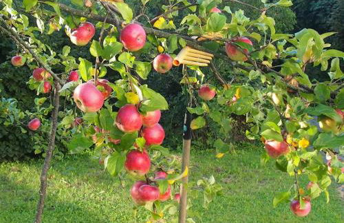 Haus Paradies Superior FEWO`S Loft, Terrasse, private Sauna, aktiv Card, Sankt Englmar - Foto 45