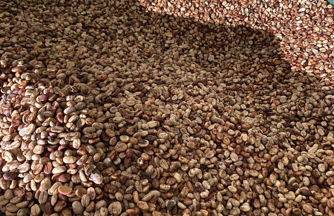 HACIENDA ILUMINADA ECO RETREAT - Foto 36