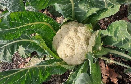 Gite du Prinas - Foto 16