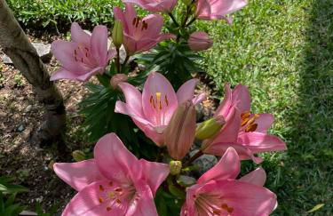 Casa Luis Pato - Foto 46