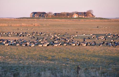 Fewo Nordseeblick - Foto 30