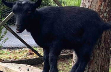 Airstream at a Petting Zoo w/ Hot Tub - Foto 24