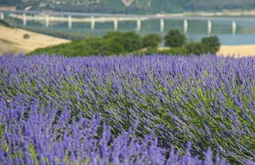 Ritrovo dell'acqua - Straculatore - Foto 21