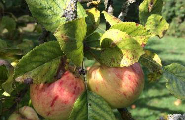 Chapel Barn - Foto 37