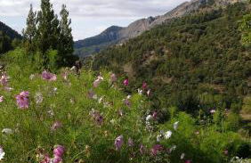 Saluda Alta - Foto 31