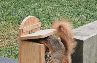 Rowanlea Lodge Hot Tub Secure Garden Pub 5 min walk - Foto 25