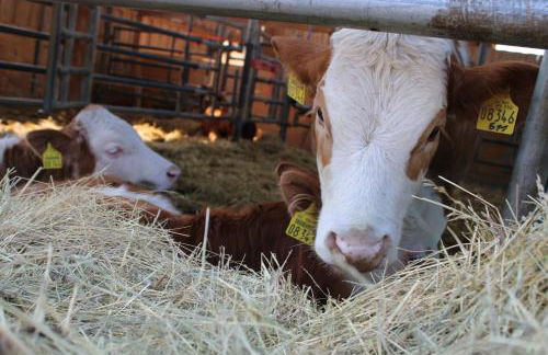 Ferienwohnung auf dem Bauernhof - Foto 15