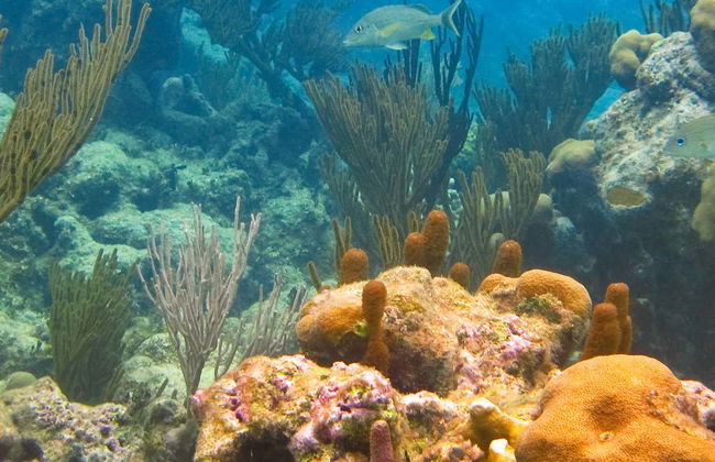 Excursión a la bahía de Akumal + Reserva Balam - Foto 1