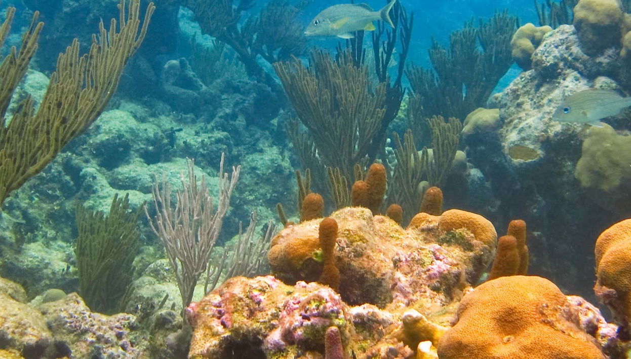 Akumal Bay + Balam Reserve Day Trip - Foto 1