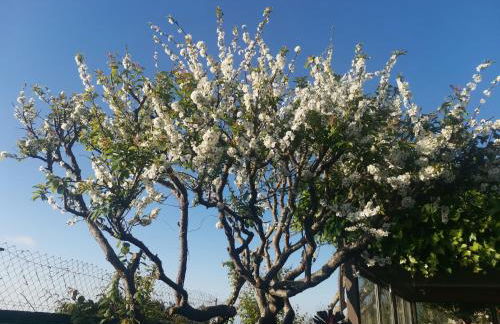 Finca Vistas al Teide con jacuzzi, wifi y TV satélite - Foto 49