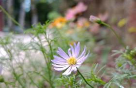 Casa Gramado Família - Foto 16