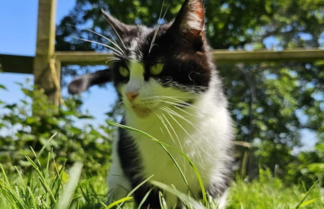 Idlewild Animal Sanctuary Farmhouse Stay - Charity - Photo 22