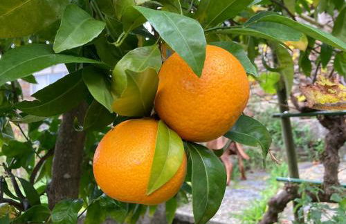 Casa do Ferreiro - Bocado Arganil - Foto 28