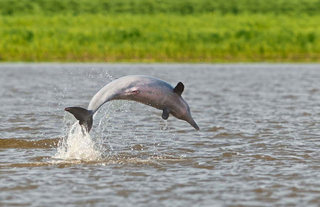 Yanayacu River 3, 4 or 5-Day Tour - Photo 6