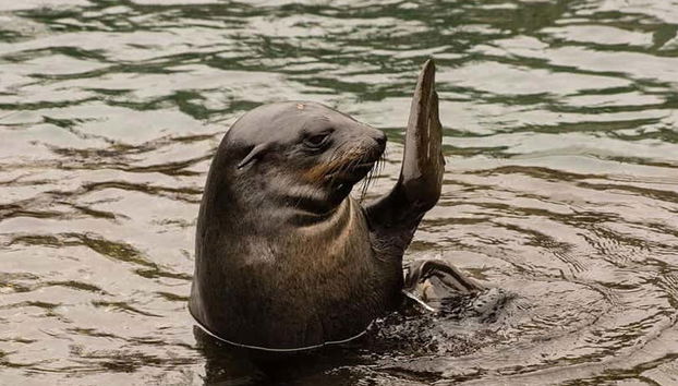 Saying hello to the sea lions