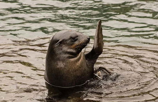 Balade en bateau privé depuis Callao - Photo 2