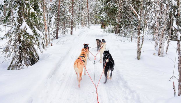 Levi's Ultimate 15km Husky Self-Driving Journey - Foto 2