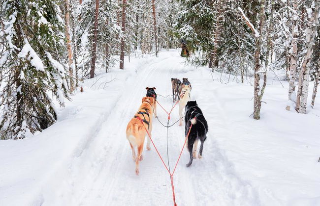 Levi's Ultimate 15km Husky Self-Driving Journey - Foto 2