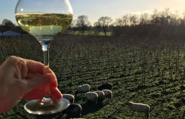 Characteristic House With Wellness in Augustinusga - Foto 27