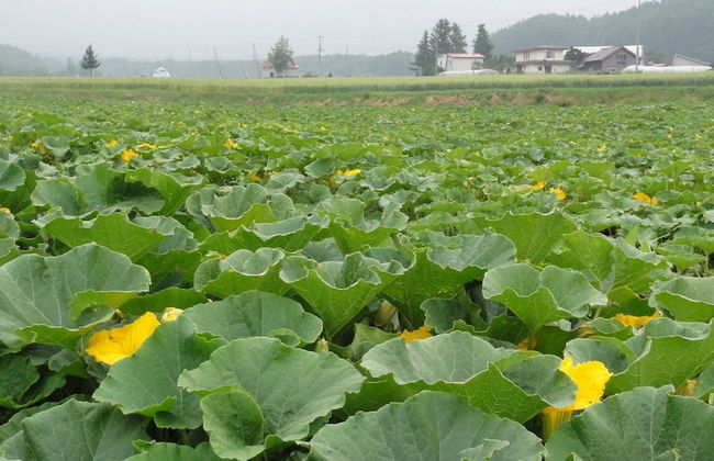 The Sanfurano - Foto 79