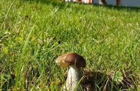 Domek A 133 Caffe Latte- Kaszubska Ostoja - Foto 27