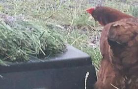 Agroturystyka Zaborski Sad - Foto 45