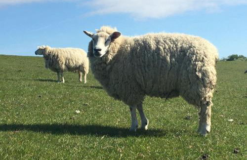 Ferienwohnung-Austernfischer - Foto 20
