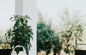 L'Ulivo Bianco - Foto 8