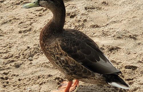 Domek dla dwojga - Photo 24