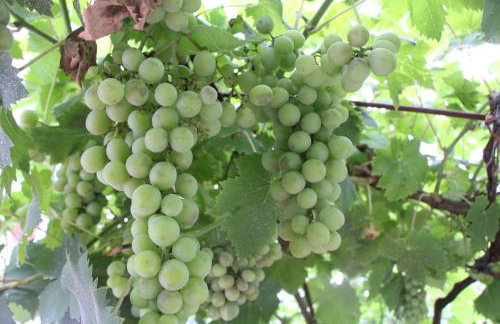 Balentziaga - Photo 24