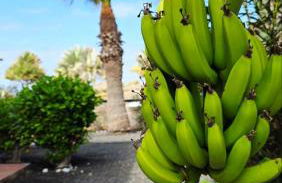 Green Ocean House - Origo Mare - Foto 41